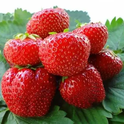 Клубника ВИМА ЗАНТА в Лиде