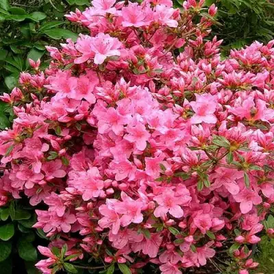 Азалия РОКОКО японская в Лиде