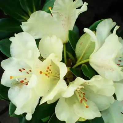 Рододендрон ГОЛДКРОН в Лиде