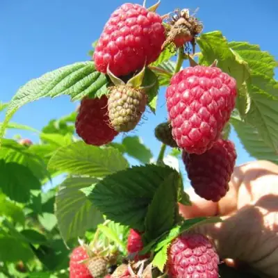 Малина ЕВРАЗИЯ в Лиде