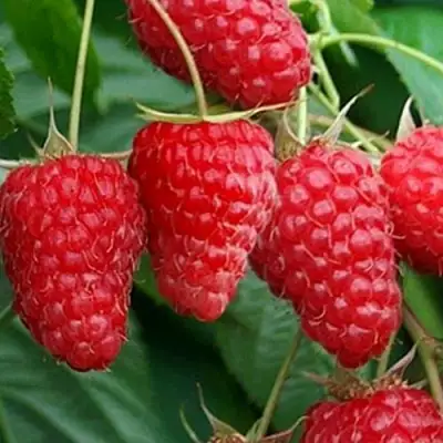 Малина КАСКАД ДЕЛАЙТ в Лиде