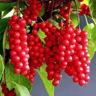 Лимонник САДОВЫЙ 1 китайский  в Лиде