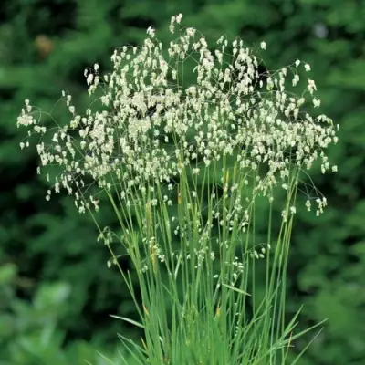 Трясунка средняя в Лиде