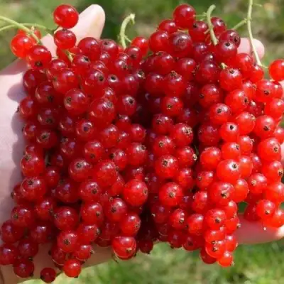 Смородина красная РЕД ПУЛ в Лиде