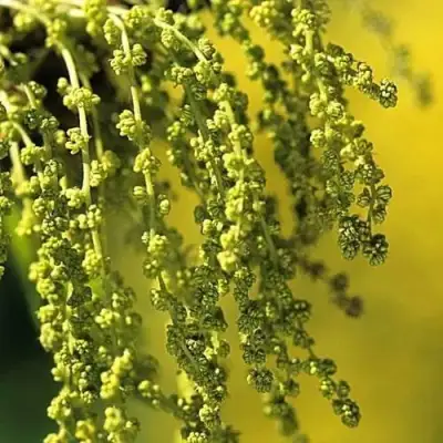 Дуб скальный в Лиде