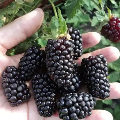 Ежевика ЛОХ НЕСС бесшипная  в Лиде