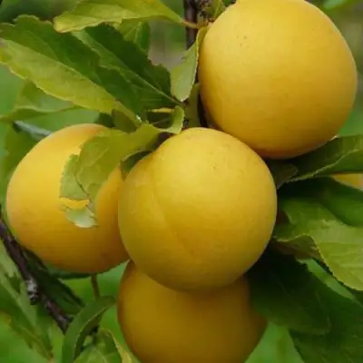 Слива СОЛНЫШКО в Лиде