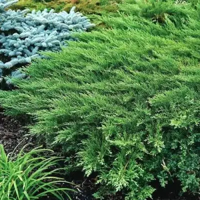 Можжевельник РОКЕРИ ДЖЕМ казацкий  в Лиде