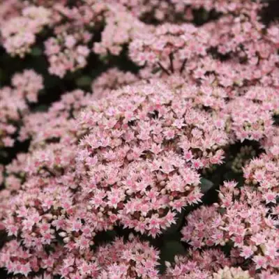 Очиток (седум) МАТРОНА в Лиде