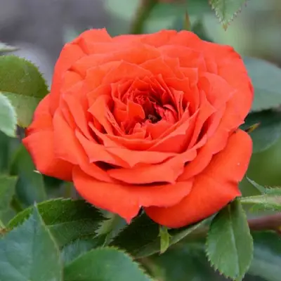 Роза ОРАНЖ ДЖЕВЕЛ миниатюрная в Лиде