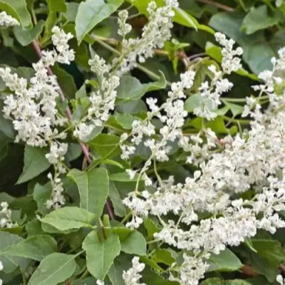 Фаллопия АУБЕРТА в Лиде