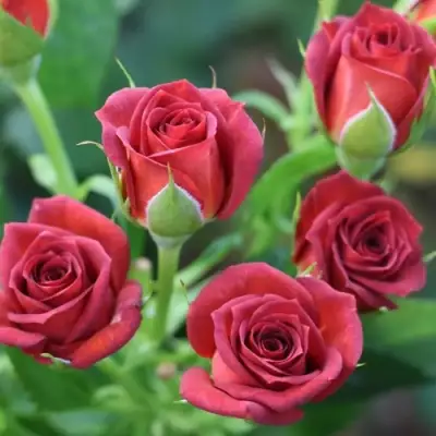 Роза ЧОКОЧИНО спрей в Лиде