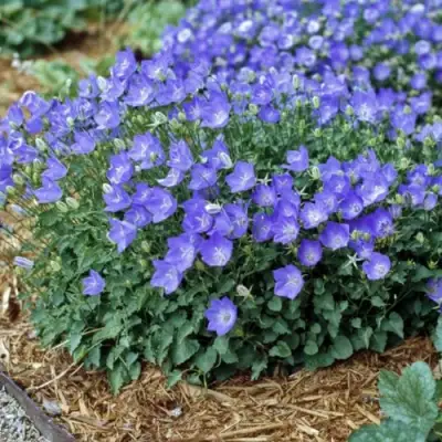 Колокольчик САНТА карпатский в Лиде