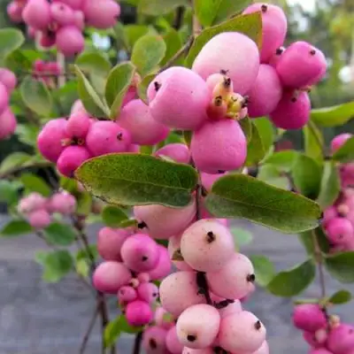 Снежноягодник ФИЕСТА БЕРРИ доренбоза в Лиде