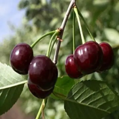 Вишня ВЛАДИМИРСКАЯ в Лиде