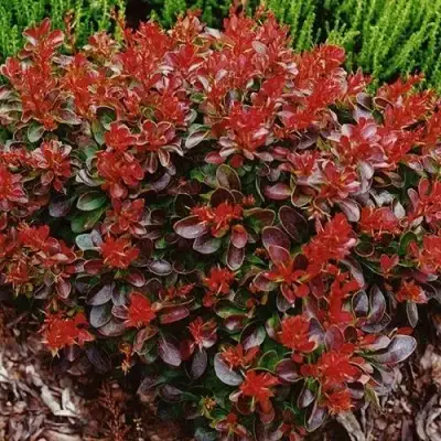 Барбарис КАРМЕН тунберга в Лиде