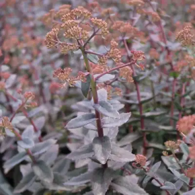 Очиток (седум) РЭЙН КСЕНОКС видный в Лиде