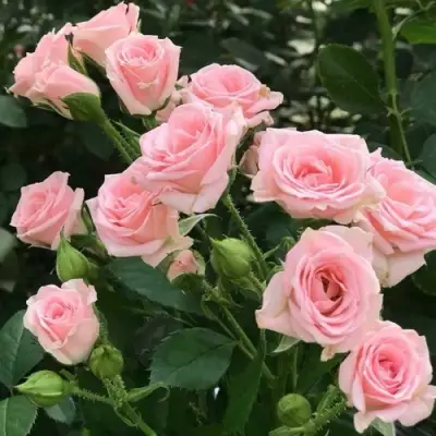 Роза КЛАССИК ЛИДИЯ спрей в Лиде