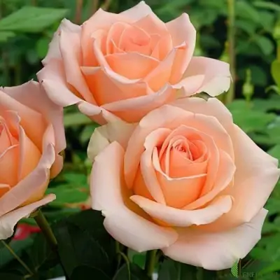 Роза ВЕРСИЛИЯ чайно-гибридная в Лиде