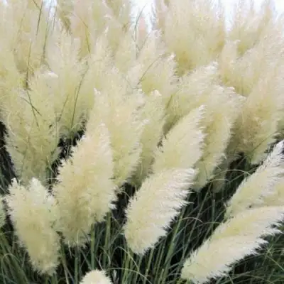 Кортадерия белая (пампасная трава) в Лиде