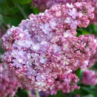 Сирень ПАМЯТЬ О ВЕХОВЕ в Лиде