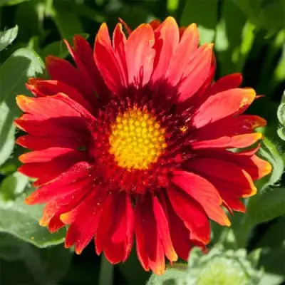 Гайлардия АРИЗОНА РЕД ШЕЙДС в Лиде