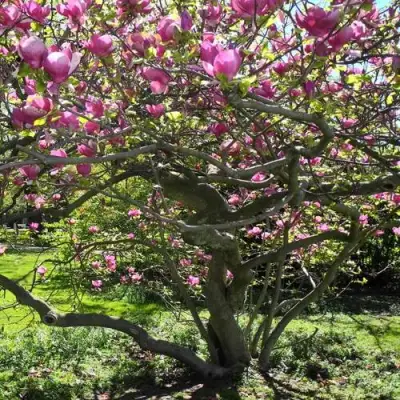 Магнолия СУЛАНЖА в Лиде