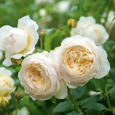 Роза КЛЭР ОСТИН английская в Лиде