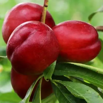 Нектарин КРЫМЧАНИН в Лиде