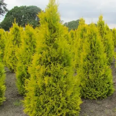Туя САНКИСТ западная в Лиде