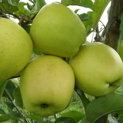 Яблоня КОШТЕЛЯ в Лиде