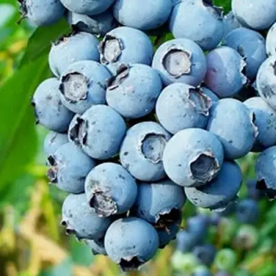 Голубика БРИГИТТА БЛЮ в Лиде