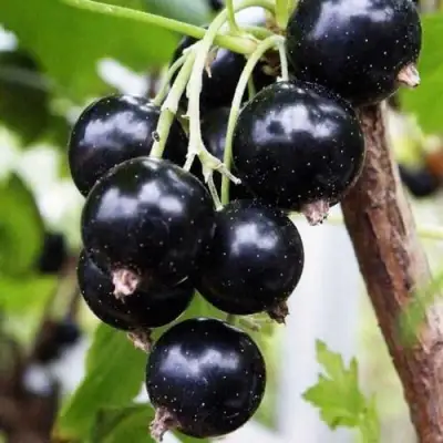 Смородина чёрная ДЕЛИКАТЕСНАЯ в Лиде