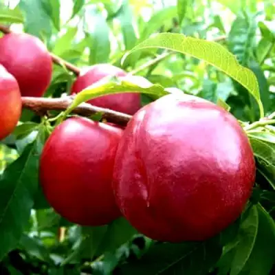 Нектарин ХАРКО в Лиде