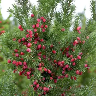 Тис ХИКСИ средний в Лиде