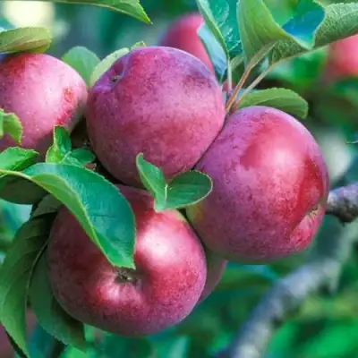 Яблоня СПАРТАН в Лиде