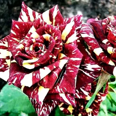 Роза ФОКУС ПОКУС флорибунда в Лиде