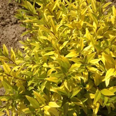 Бирючина АУРЕА обыкновенная в Лиде