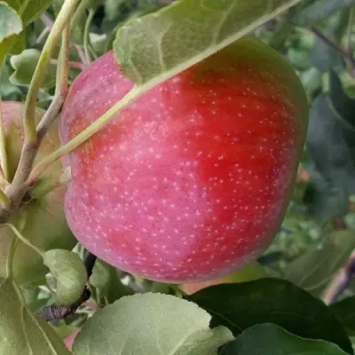 Яблоня АЛЬВА в Лиде