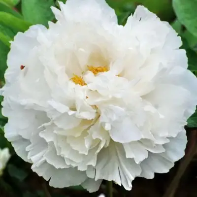 Пион БЕЛЫЙ СНЕГ древовидный в Лиде