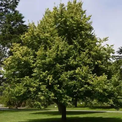 Липа сердцевидная в Лиде