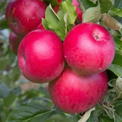 Яблоня РОЖДЕСТВЕНСКОЕ в Лиде