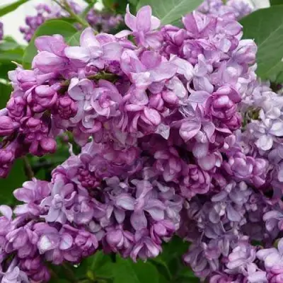 Сирень ГЕНЕРАЛ ПЕРШИНГ в Лиде