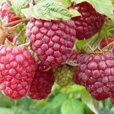 Малина ПОЛЬКА (ПОЛКА) в Лиде