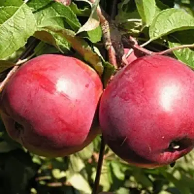 Яблоня ДАРУНАК в Лиде