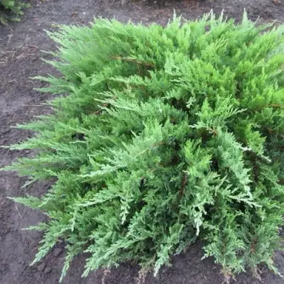 Можжевельник ТАМАРИСЦИФОЛИЯ казацкий  в Лиде