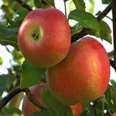 Яблоня ПЕРСИКОВАЯ в Лиде