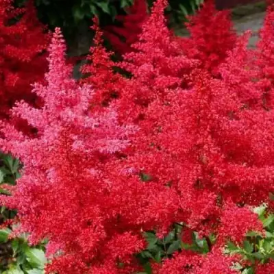 Астильба ЭТНА Арендса в Лиде