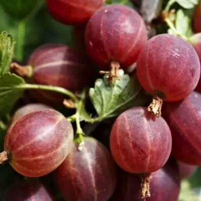 Крыжовник ХИННОМАКИ РОТ в Лиде