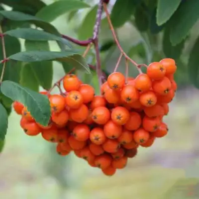 Рябина ВЕФЕД сладкоплодная в Лиде